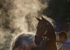 Gun Runner gets a bath at Saratoga Race Course