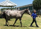 Hip 62, a Too Much Bling filly that was co-sale topper at $100,000