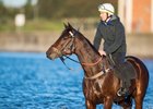 Winx swims at Kyeemagh Beach the day after winning her 18th successive race, the Warwick Stakes
