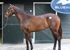 Hip 450, a Tiznow colt, sold for $250,000 for leading consignor Summerfield