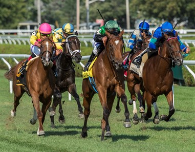 Proctor's Ledge with jockey Javier Castellano leads the field to the wire to win the 34th running of The Lake Placid Saturday Aug. 19, 2017 at the Saratoga Race Course in Saratoga Springs, N.Y.