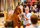 Lot 160, a Dubawi colt purchased by Kerri Radcliffe that topped the Arqana August yearling sale