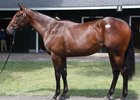Hip 198, a filly by Strong Mandate from the Baccari Bloodstock consignment, has been very popular
