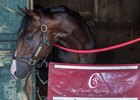 Classic Empire at Saratoga Race Course in early August