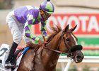 Homebred Spectator bested a field of high-priced fillies in the Sorrento Stakes