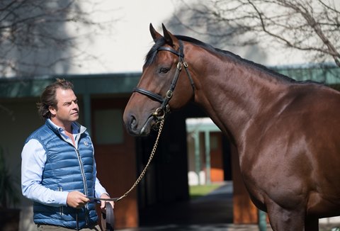 American Pharoah with Tom Magnier at Coolmore Australia