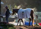 Gun Runner heads back to the barn after his morning bath