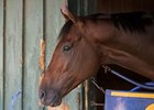 West Coast relaxes in his stall, a day after his 3 1/4-length Travers win