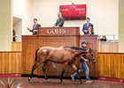 Lot 295, a Dark Angel colt, topped the Aug. 30 session at Goffs' UK premier yearling sale