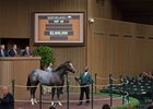 Hip 49, a Tapit colt, sells for $2.6 million at the Keeneland September sale