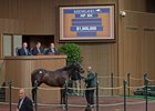 Hip 804 sells for $1 million at the Keeneland September yearling sale