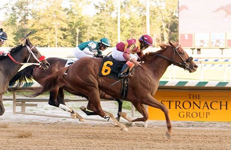 Line of Best Fit wins the 2017 Shine Again Stakes