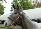 Hip 1038, a Tapit filly out 2012 Kentucky Oaks winner Believe You Can