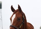 Hip 244 is a full brother to Untapable and a half brother to Paddy O' Prado