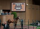 Hip 391, a Cairo Prince colt, sells for $900,000 at the Keeneland September sale