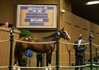 Hip 564, a colt by Will Take Charge, brought $975,000
