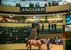 Lot 330, a Frankel colt, sold to Justin Casse on behalf of Zayat Stables for €1.6 million