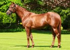 Australia had five yearlings sell at the Keeneland September yearling sale through the ninth session