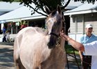 Hip 69, a Tapit filly is a full sister to grade 1 winner Cupid consigned by VanMeter-Gentry Sales