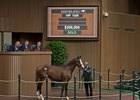 The last Tapit yearling of the sale goes through the ring Sept. 16