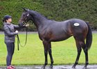 A Society Rock daughter matched a sale-record price for a filly Sept. 20 at Tattersalls Ireland