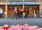 The paddock at Presque Isle Downs