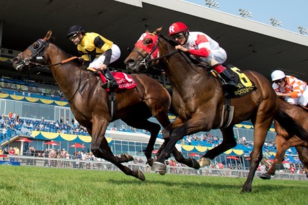 Untamed Domain wins the 2017 Summer Stakes