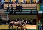 Lot 35, a filly by Galileo, topped the first day of the Goffs Orby sale