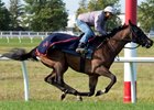Tower of Texas gallops on the Woodbine Turf Sept. 13