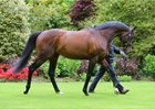 Camelot at Coolmore Stud in Ireland