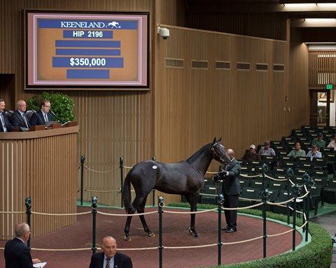 Hip 2196, a colt by Cairo Prince out of Precious Princess, brings $350,000 from Mike Ryan