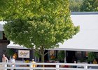 Claiborne Farm consigns Hip 790 to the Sept. 13 session of the Keeneland September yearling sale