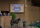 Hip 672, a Pioneerof the Nile filly, sells for $825,000
