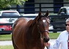 Hip 12 is a full sister to stakes winner Kitten's Cat
