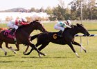 Archaggelos, a half brother to Big Brown, will try stakes company after breaking his maiden at Laurel Park Sept. 24