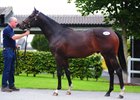 Lot 219, a son of Showcasing, was purchased by Grovendale Advisory Services