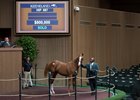 Hip 887, a colt by Curlin, brought $800,000