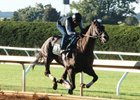 Limousine Liberal works over Keeneland's main track Sept. 30