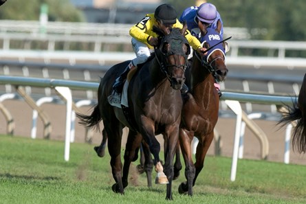 Mr Havercamp wins the 2017 Vice Regent Stakes