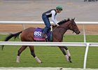 Capla Temptress on the track Oct. 29 at Del Mar