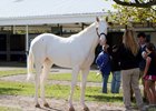 Blizzard Condition, Hip 31, is a white Get Stormy colt owned and bred by Denise Purvis and consigned by Brandywine