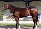 Hip 1007 is a filly by Will Take Charge from the family of blue hen producer Leslie's Lady