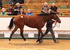 Lot 927, an Exceed and Excel filly, brought 500,000 guineas at the Tattersalls October yearling sale