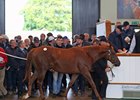 Lot 13, a Dubawi colt that topped the Tattersalls Oct. 3 session