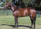 Canadian Horse of the Year Uncaptured is represented by his first crop at auction this year