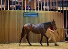 Lot 147, a filly by Dabirsim, sells for €500,000 during the opening day of the Arqana October yearling sale