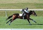 Daddys Lil Darling works over the turf course at Keeneland in October