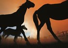 Fires in both Northern and Southern California are putting horses in jeopardy