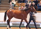 Tattersalls' sale-topping Galileo filly, who sold for 4,000,000 guineas ($5,563,320)
