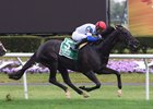 Blacktype wins the 2017 Knickerbocker Stakes